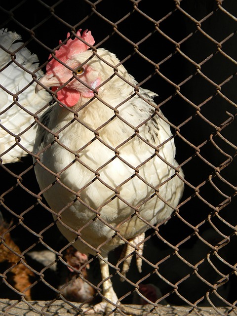 志愿精神持 志愿精神持